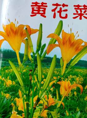 黄花菜种子东北多年生山野菜