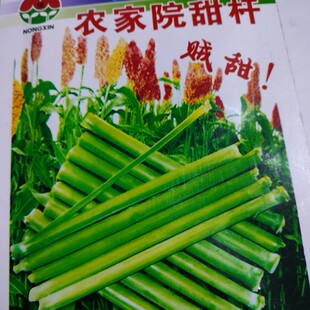 东北老式农村甜杆种子吉林品种细长甘甜高粱芦粟农家夏季一年生