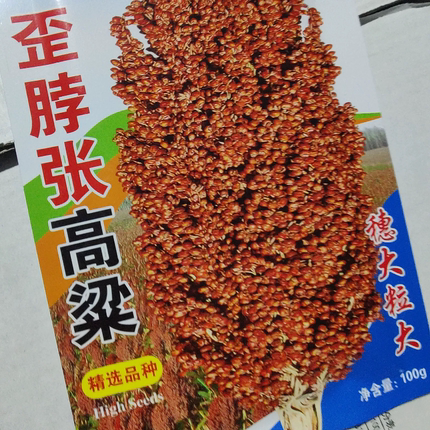 歪脖张东北高粱种子 吉林大穗粗粮120天成熟大红粒可磨米2米5种籽