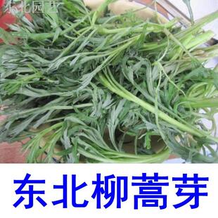 东北柳蒿芽种子 大兴安岭多年生草本内蒙东黑龙江山野菜柳蒿菜籽