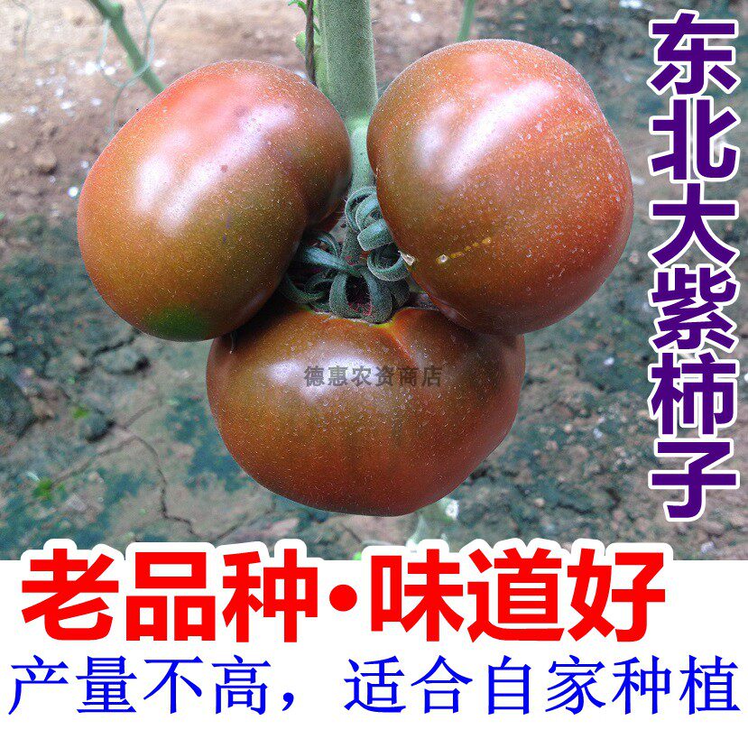 东北老式大紫柿子 紫皮球绿肩绿腚小仙桃西红柿籽 大绿色番茄种子