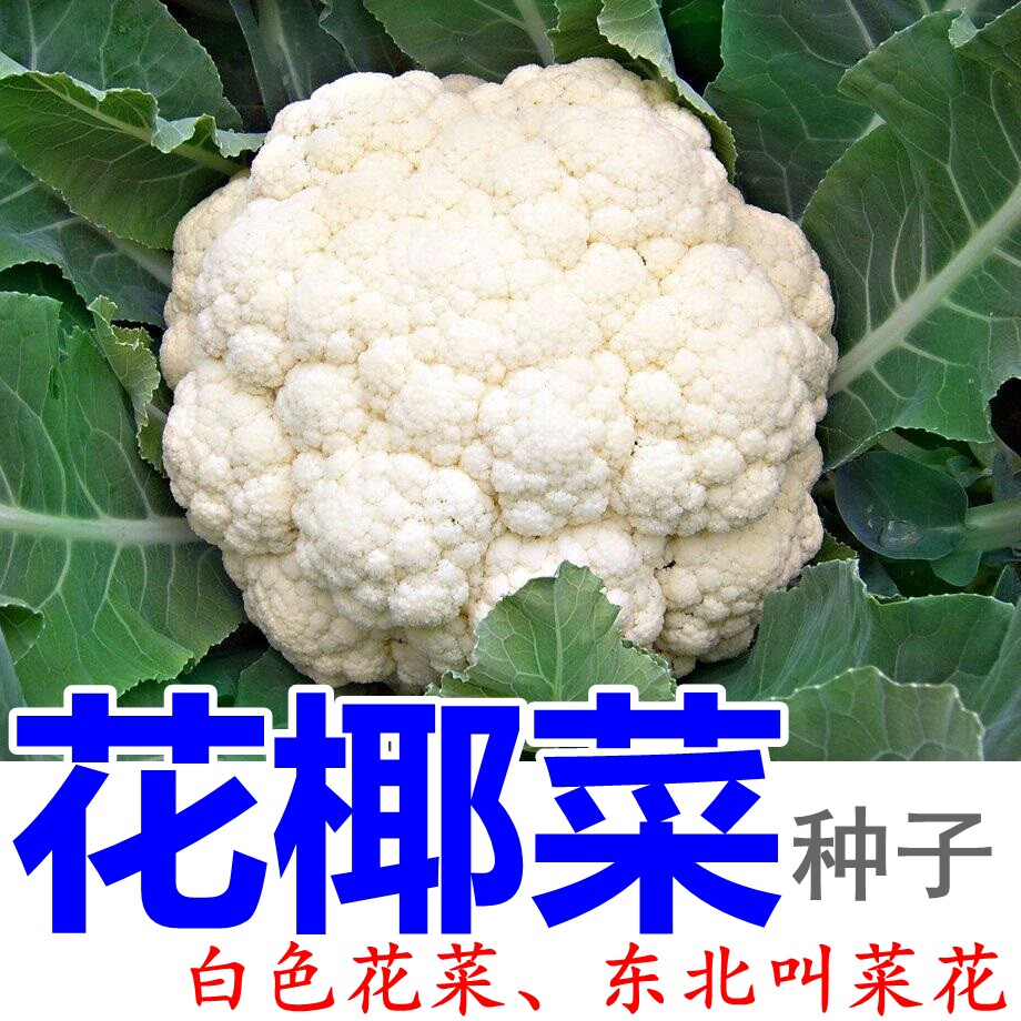 菜花种子200粒 白色花椰菜蔬菜籽 东北品种院子种植西兰花绿花菜