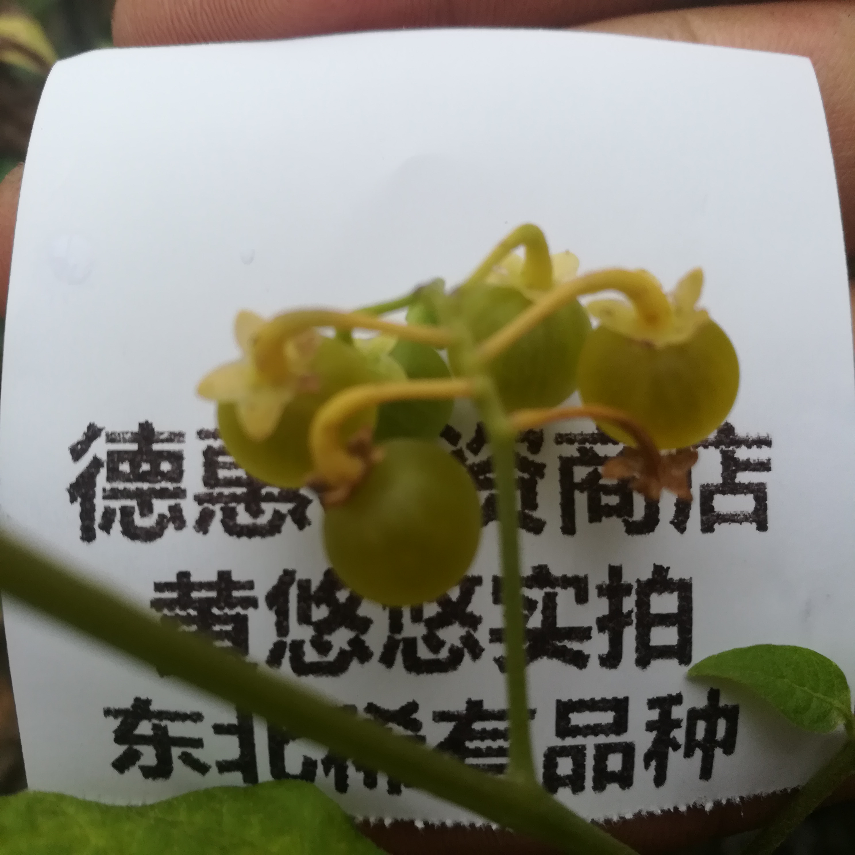 黄果龙葵难度星星天天幽幽种子