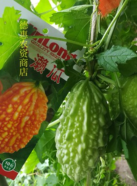 金黄东北农村院子观赏包邮癞瓜
