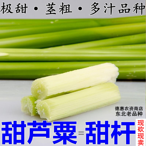 紫色甜杆种子东北稀有老品种