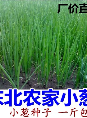 小葱蔬菜种子阳台种四季东北特产