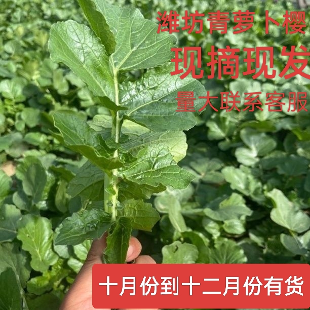 萝卜缨子新鲜萝卜叶子萝卜鲜缨现摘现发萝卜樱潍坊青萝卜缨