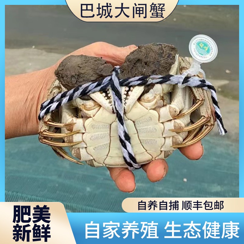 澄湖蟹礼 公蟹4.5～4.0两大闸蟹