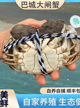 澄湖蟹礼 公蟹4.5～4.0两 母蟹3.5～3.0两 特大巴城大闸蟹鲜活