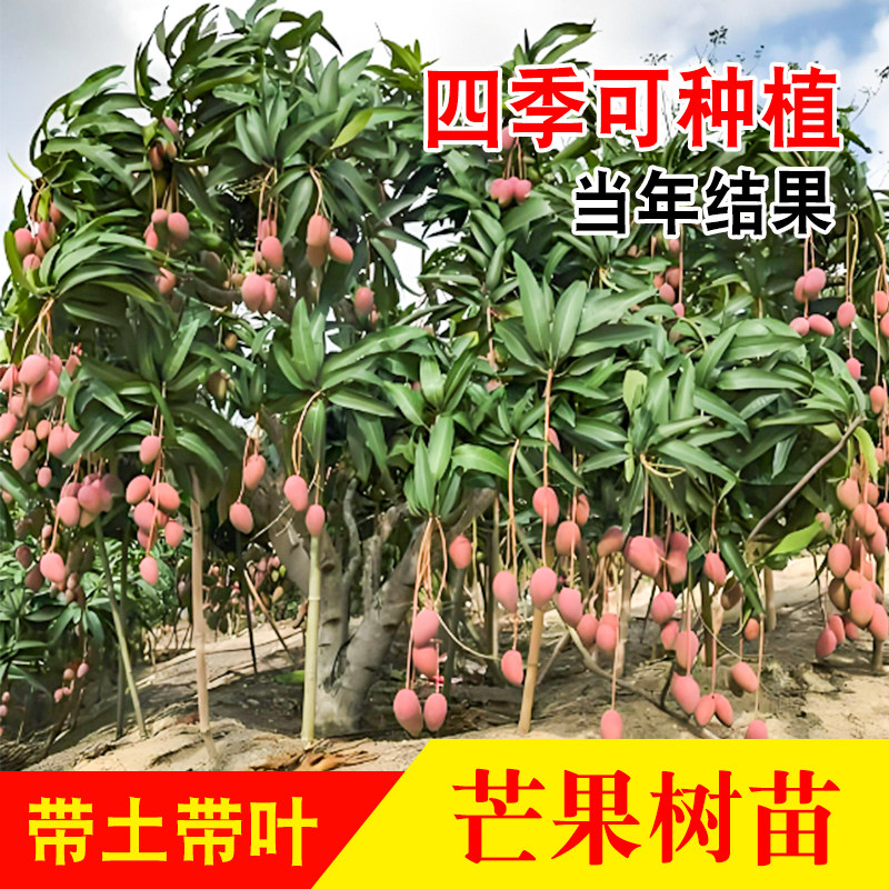芒果苗树金煌台农桂七四季芒红贵妃凯特澳芒嫁接芒果树苗地栽盆栽