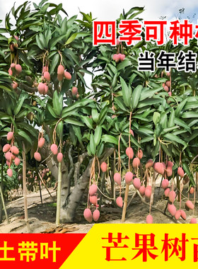 芒果苗树金煌台农桂七四季芒红贵妃凯特澳芒嫁接芒果树苗地栽盆栽