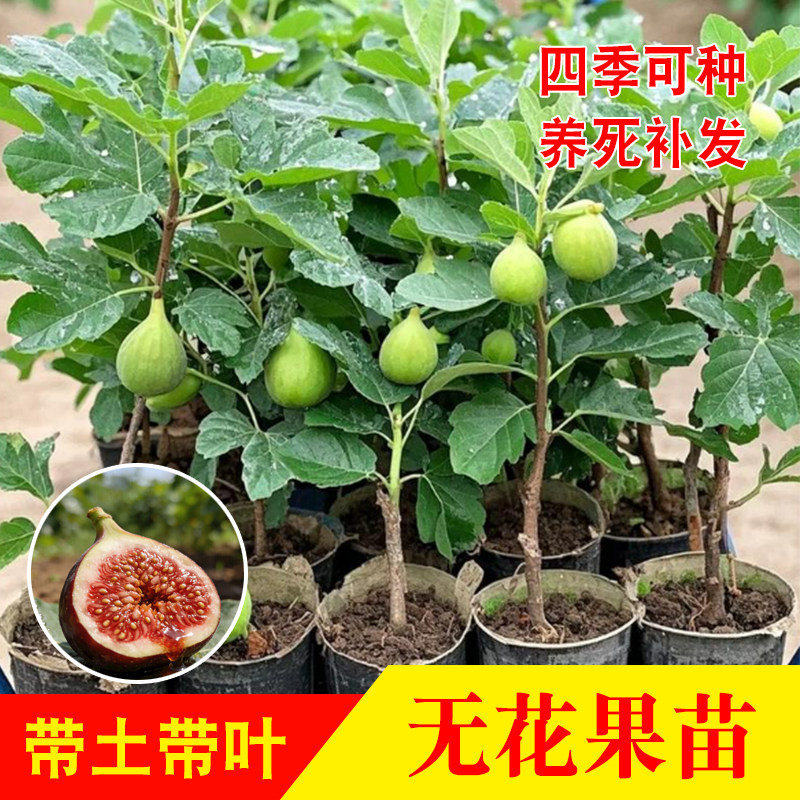 无花果苗 波姬红金傲芬青皮无花果树果苗果红果 青皮盆栽大树苗
