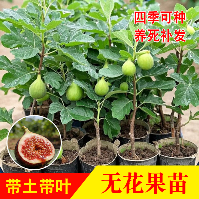 无花果树果苗南方种植当年结果
