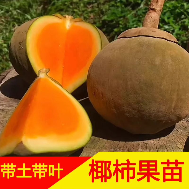 椰蜜果苗南方庭院可种植