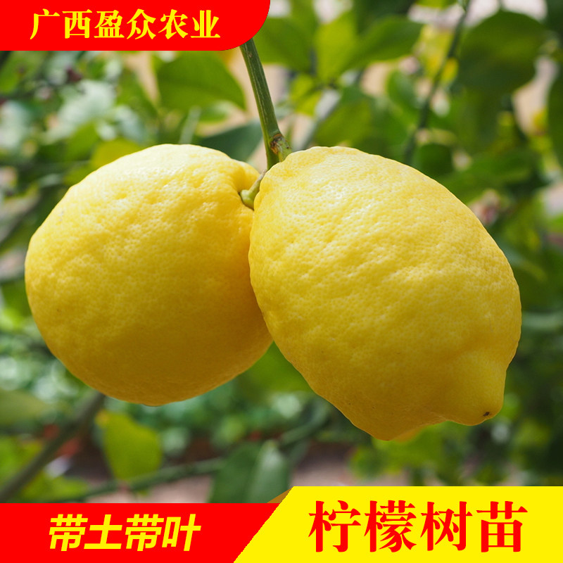 【直播专属补贴】四季广东无籽香水柠檬青柠檬盆栽苗地栽庭院种植,鲜花速递/花卉仿真/绿植园艺,果树,淘宝优惠券,粉丝福利购,淘宝优惠卷