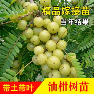 新品大果甜油柑果苗 牛甘果水果树苗 余甘子盆栽地栽庭院种植