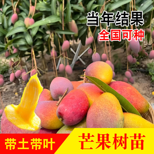 芒果嫁接树苗当年结果带土带叶