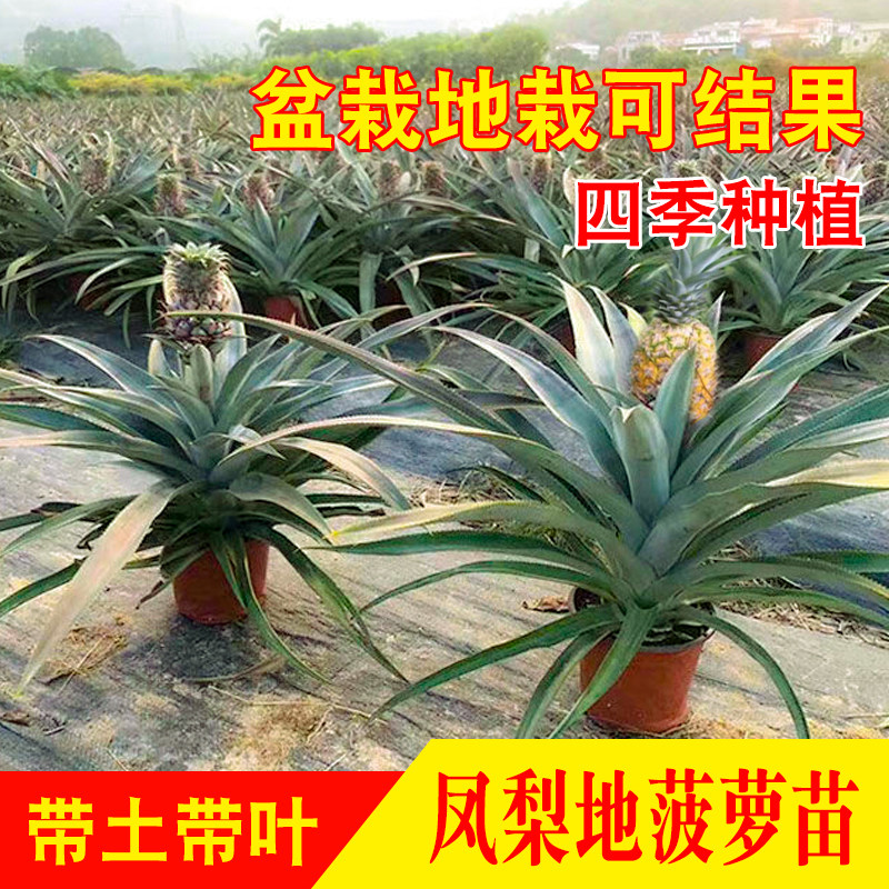 地菠萝手撕凤梨果树苗木金钻17号台农四号金砖盆栽凤梨苗当年结果