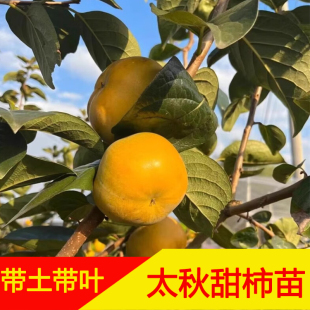 广西嫁接太秋甜柿苗当年结果脆柿子树苗南北方种植庭院盆栽地栽