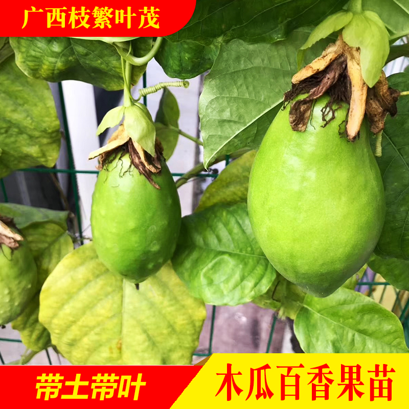 新品种纯甜纯香果广西木瓜百香果黄金百香果嫁接苗水果苗果树果苗