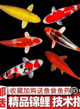 纯种红白三色观赏锦鲤活鱼易养耐活大型高档冷水淡水金鱼