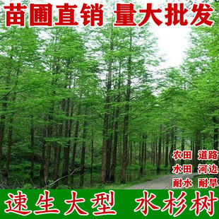 水杉苗水杉树苗 云杉池杉小苗 落羽杉中山杉树苗 庭院绿化景观树