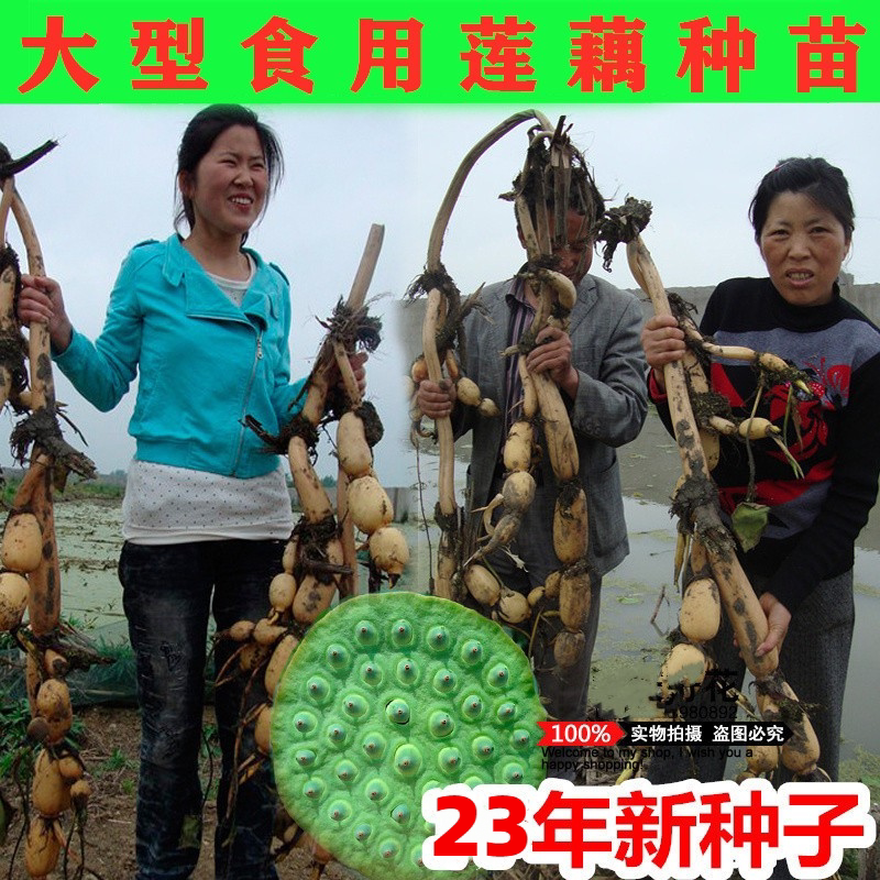 食用莲藕种苗种根池塘高产大型食用莲藕荷花苗食用观赏藕苗莲藕苗