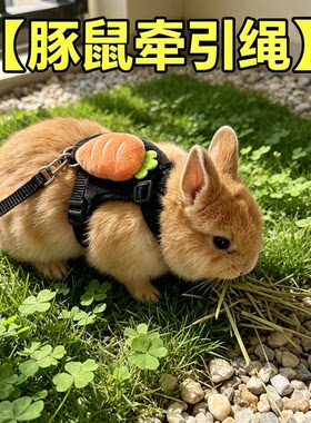 豚鼠专用牵引绳外出防挣脱宠物外出溜侏儒幼兔宝宝荷兰猪龙猫链