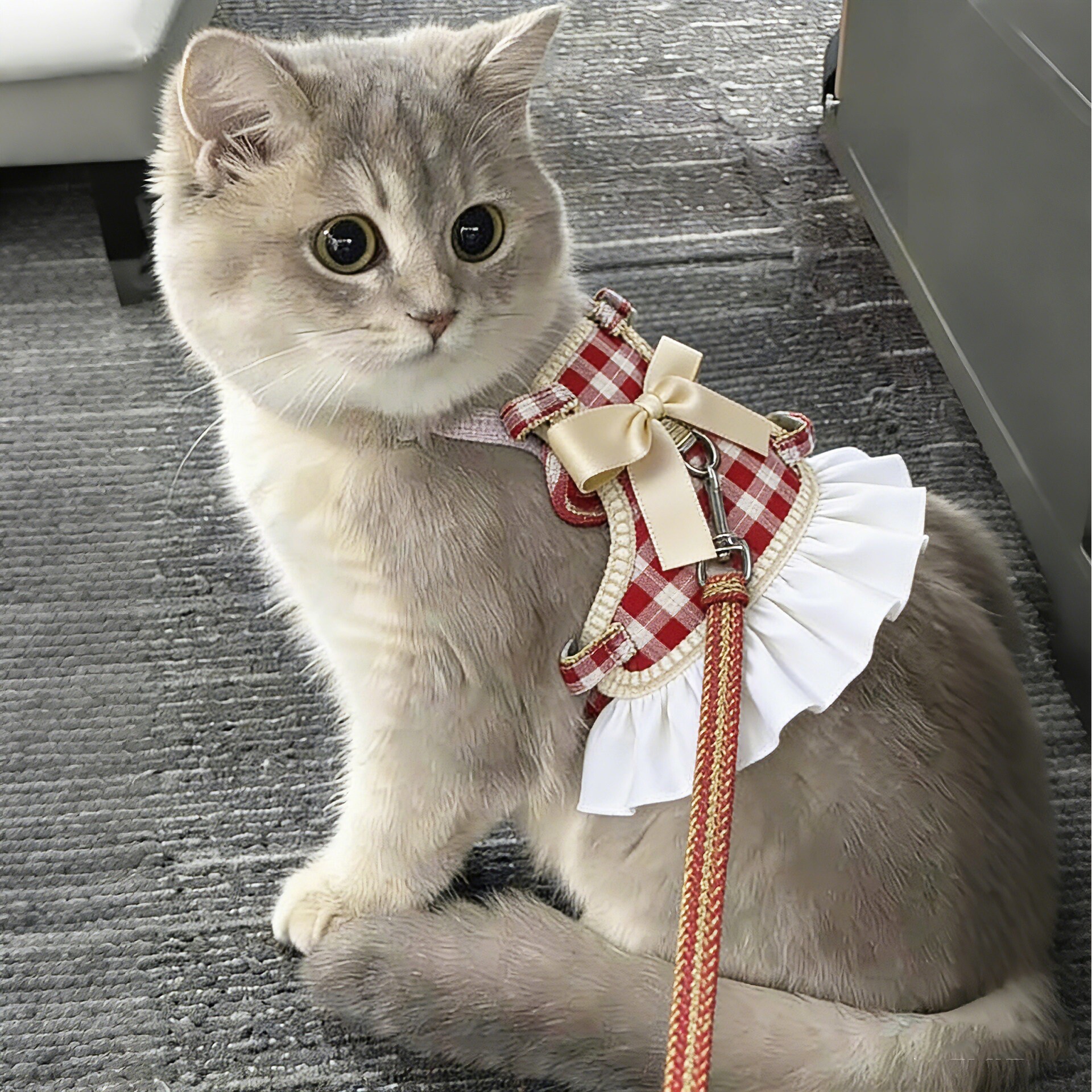 猫咪牵引绳防挣脱外出专用宠物用品背心式防走丢蝴蝶结公主裙子