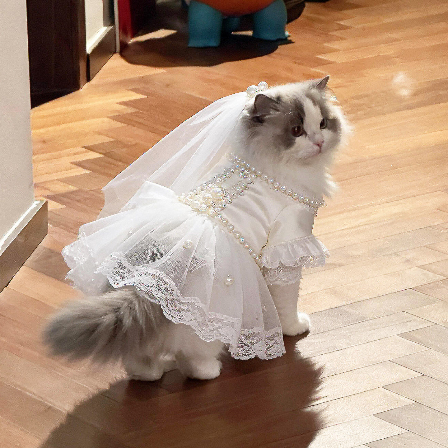 猫咪衣服宠物婚纱礼服猫狗通用公主裙拍照出片神器狗狗生日蓬蓬裙