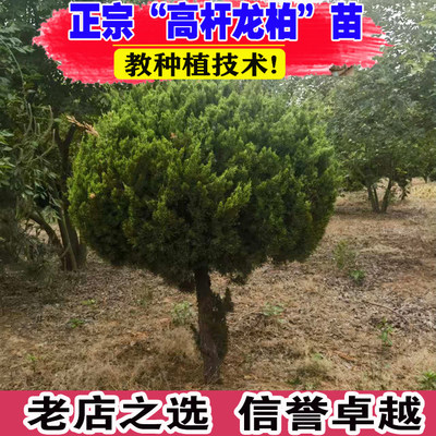 高杆龙柏树苗小龙柏球蜀桧塔柏侧柏蜀块地柏宝塔松树苗四季长青