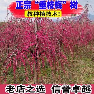 庭院观花植物盆栽梅花树苗 垂梅 垂梅花树苗 垂吊的梅花 枝条如伞