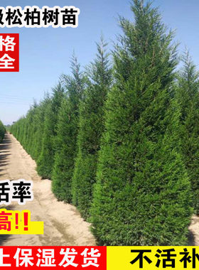 松树树苗侧柏扁柏松树龙柏宝塔松