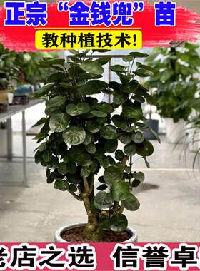 福禄桐圆叶金钱兜大型盆栽室内客厅办公室绿植钱多多金钱树好植物