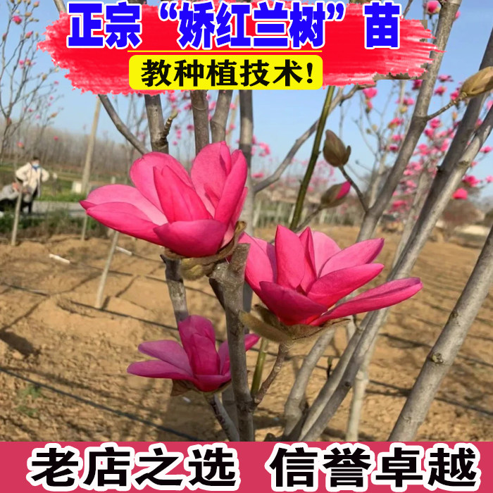 庭院植物玉兰苗嫁接苗娇红1号紫白玉兰树花苗南方北种植盆栽地栽图片