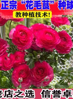 花毛茛种球已催芽洋牡丹球根芹叶带芽耐寒多年生室内外花卉花种子