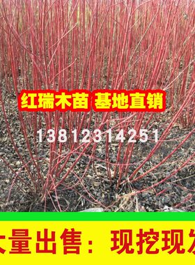 红瑞木冬季枝花艳红庭院小区枝条