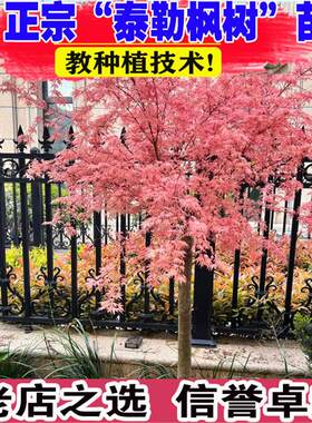 泰勒枫树日本红枫树苗盆栽地栽庭院阳台植物粉色枫叶花园植物