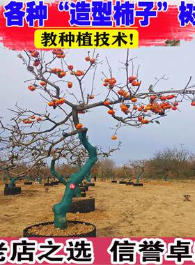 造型柿子树龙须柿子树苗别墅小区绿化脆甜龙爪柿子造型树当年结果
