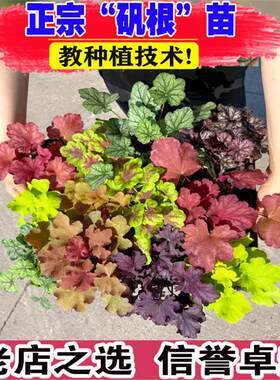 矾根盆栽彩叶植物矾根花苗大苗巴黎花园庭院阳台室外寒耐花镜植物