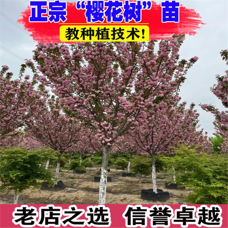 日本树苗庭院大型小苗盆栽地栽四季南北方种植风景树绿化树苗图片