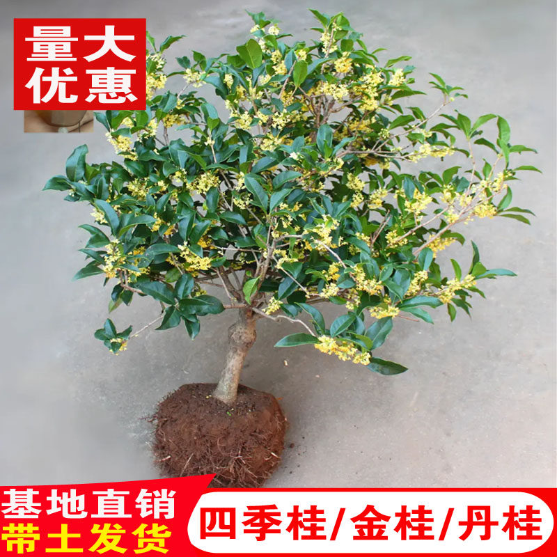 （壮苗）山东基地金桂浓香桂花树