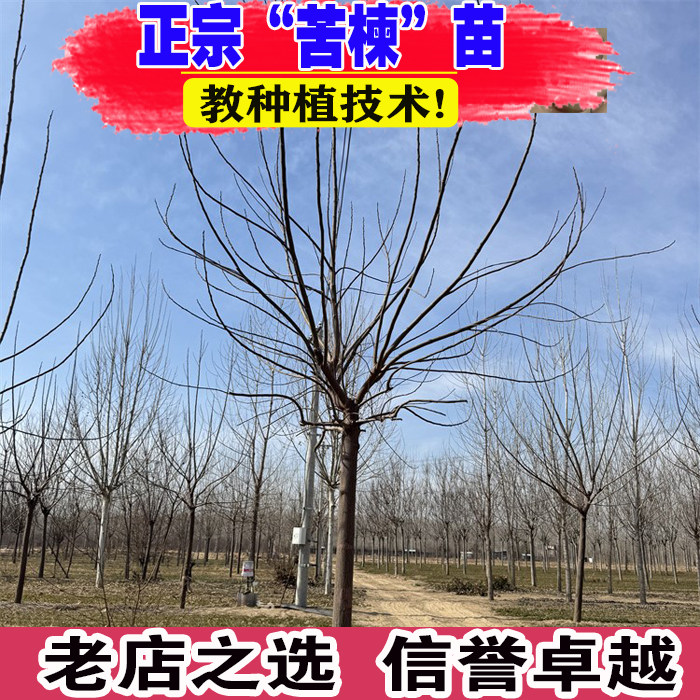 苦楝树苗苦练树苦楝苗苦楝小苗楝枣树苗紫花树哑巴树苗园林绿化苗图片