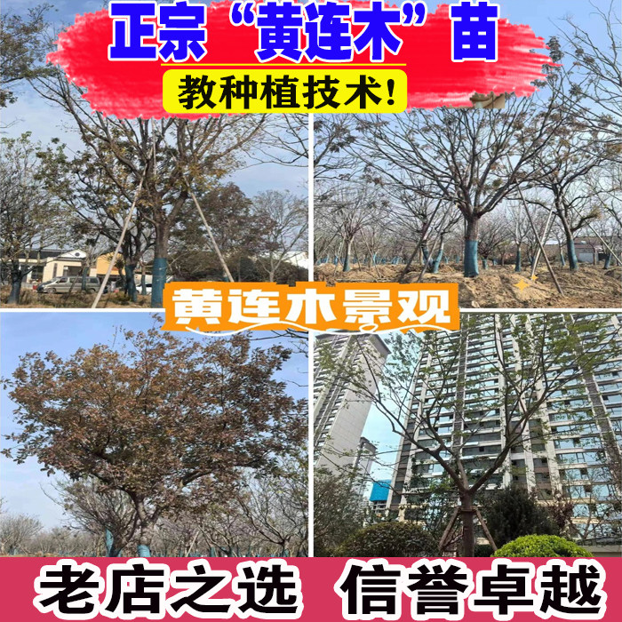 黄连木树苗黄楝树丛生黄连木庭院别墅风景树地栽耐寒道路绿化苗木