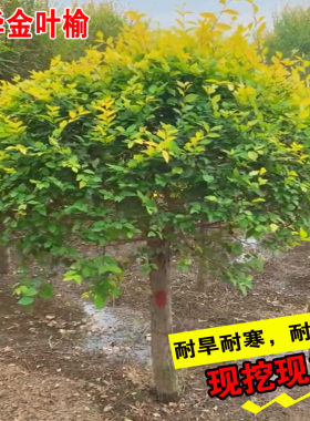 名贵苗木中华金叶榆树苗垂榆黄金榆树苗园林绿化苗木庭院彩叶树种