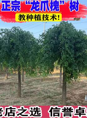 龙爪槐树苗盆栽国槐黄金槐洋槐庭院耐寒观赏植物地栽南北方种植