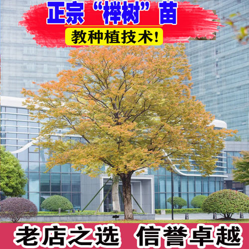 红榉树苗血榉树别墅庭院行道大型耐寒绿化苗木风景树小叶榉树苗