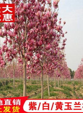 红玉兰白玉兰树苗庭院盆栽绿化树