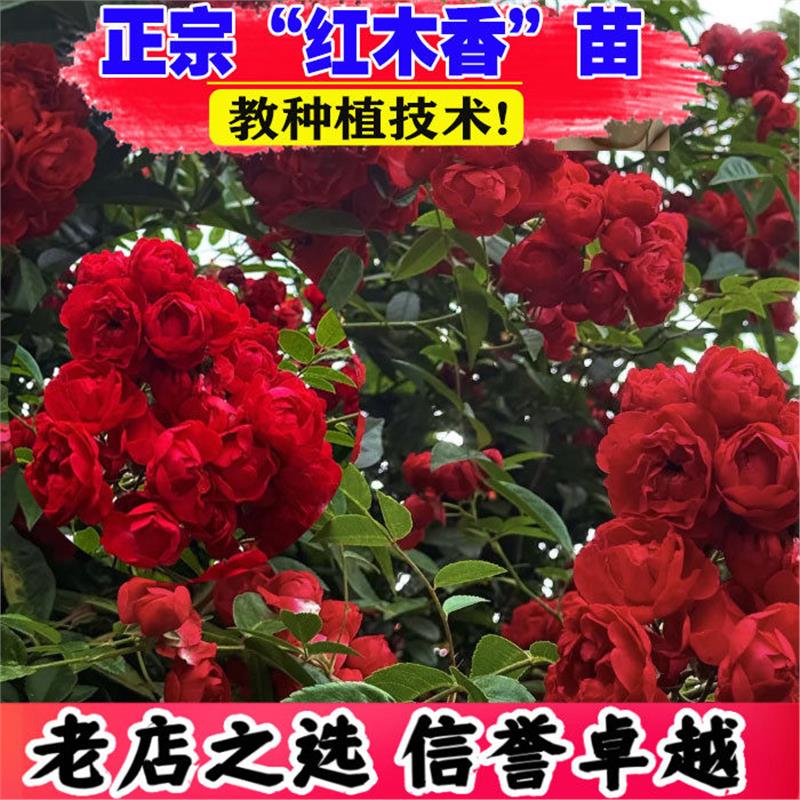 木香花苗爬藤植物庭院蔷薇开花特大花四季浓香红色甜蜜红木香花苗图片