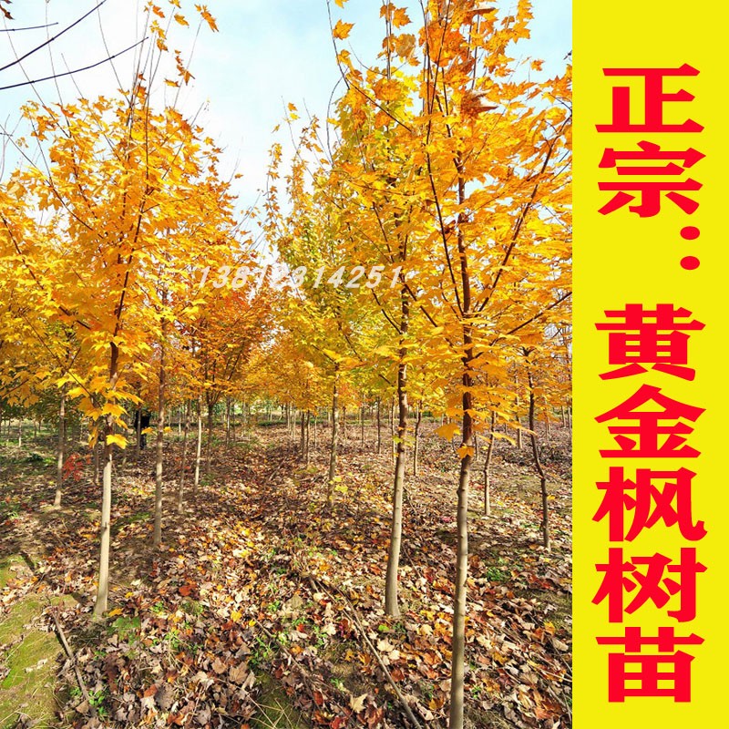 正宗橙之梦三季红风景包邮树苗